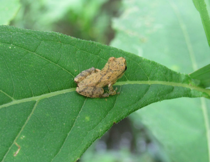 Spring Peeper